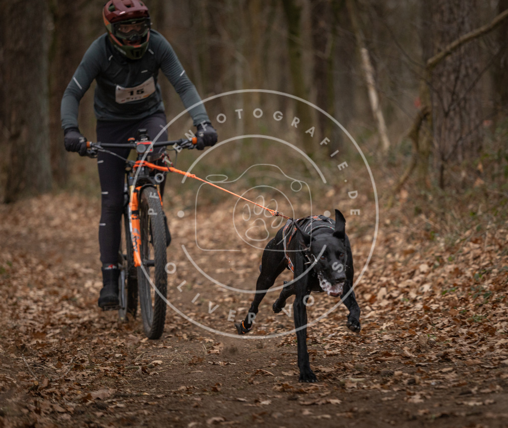 Pfotenfotografie_DV3A7066 | Hundefotografie, Tierfotograf, Pfotenfotografie, Fotoshooting Hund, Hunde Portrait, Hundesport, Hundeportraits, Heideshooting, Hunde, Sportfotograf, Hundefotograf, Turnierhundsport, THS,  - Realisiert mit Pictrs.com