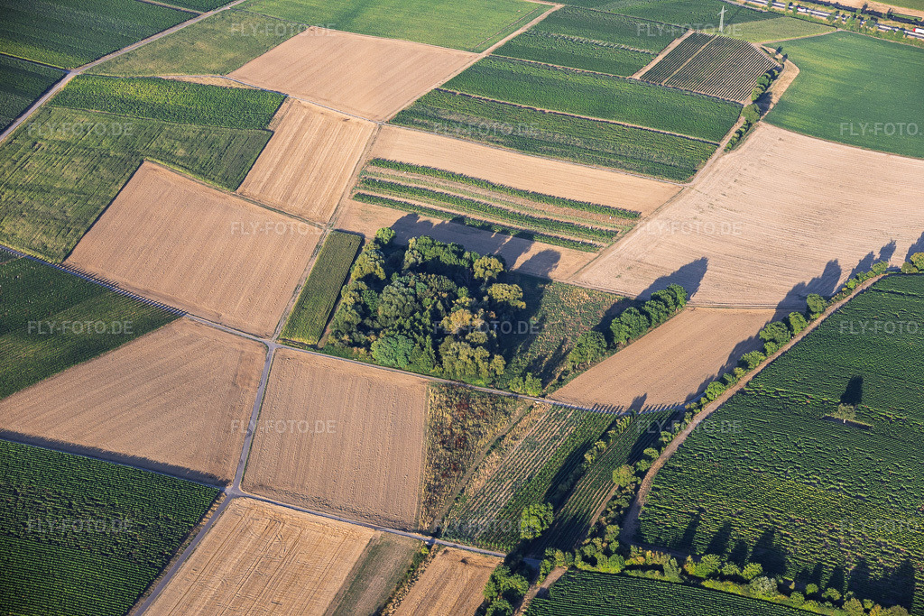 Luftbild: Eidechsenmauer an der Katzenmilch und Pfuhlwiesen am Riedgraben in Essingen im Bundesland Rheinland-Pfalz in Deutschland. – Foto: IMG_158493.jpg vom 07.08.2026 durch Werner Riehm/FLY-FOTO.de – Auflösung des Originals: 6000 x 4000 px