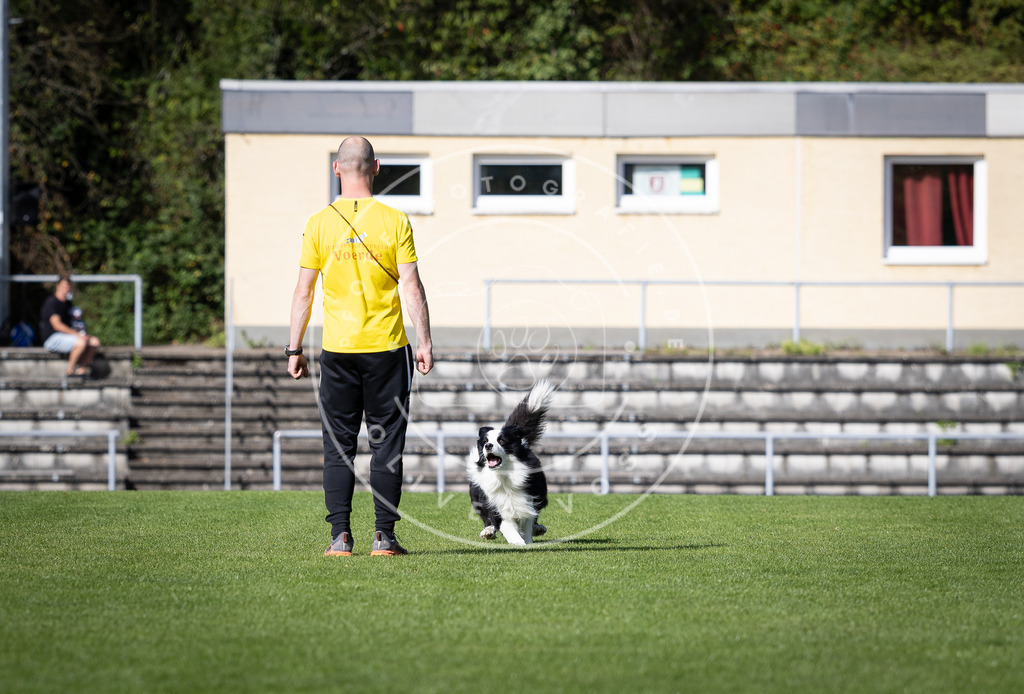 Pfotenfotografie_DV3A4905 | Hundefotografie, Tierfotograf, Pfotenfotografie, Fotoshooting Hund, Hunde Portrait, Hundesport, Hundeportraits, Heideshooting, Hunde, Sportfotograf, Hundefotograf, Turnierhundsport, THS,  - Realisiert mit Pictrs.com
