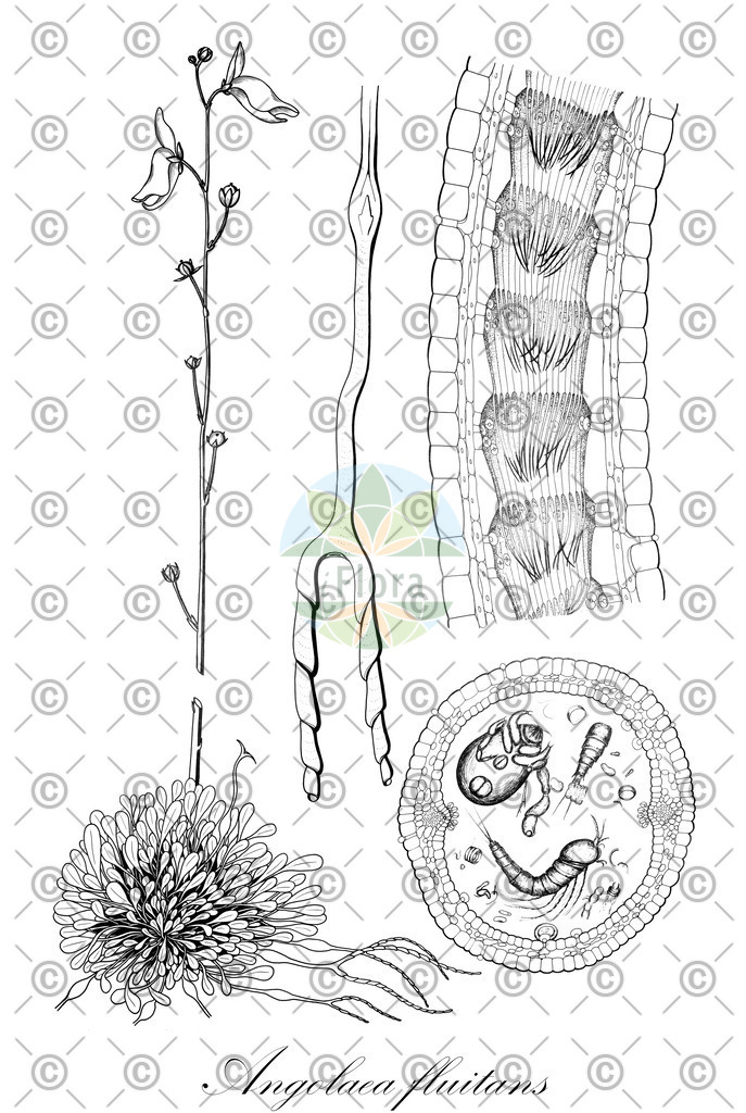 HistAbb_wfo-0000536542_280_ENZY_Simple | Historische Abbildung von Angolaea fluitans - Podostemaceae | Historical Illustration of Angolaea fluitans - Podostemaceae