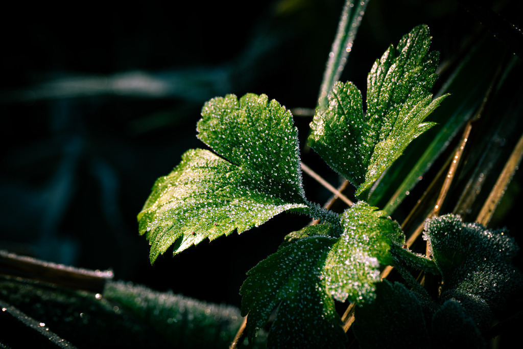 DSCF2510-13 | Tier- & Landschaftsfotografie und Porträtshootings. Entdecke einzigartige Fotokunst als Wandbild, Tasse oder Mauspad – mit Leidenschaft fotografiert - Realisiert mit Pictrs.com