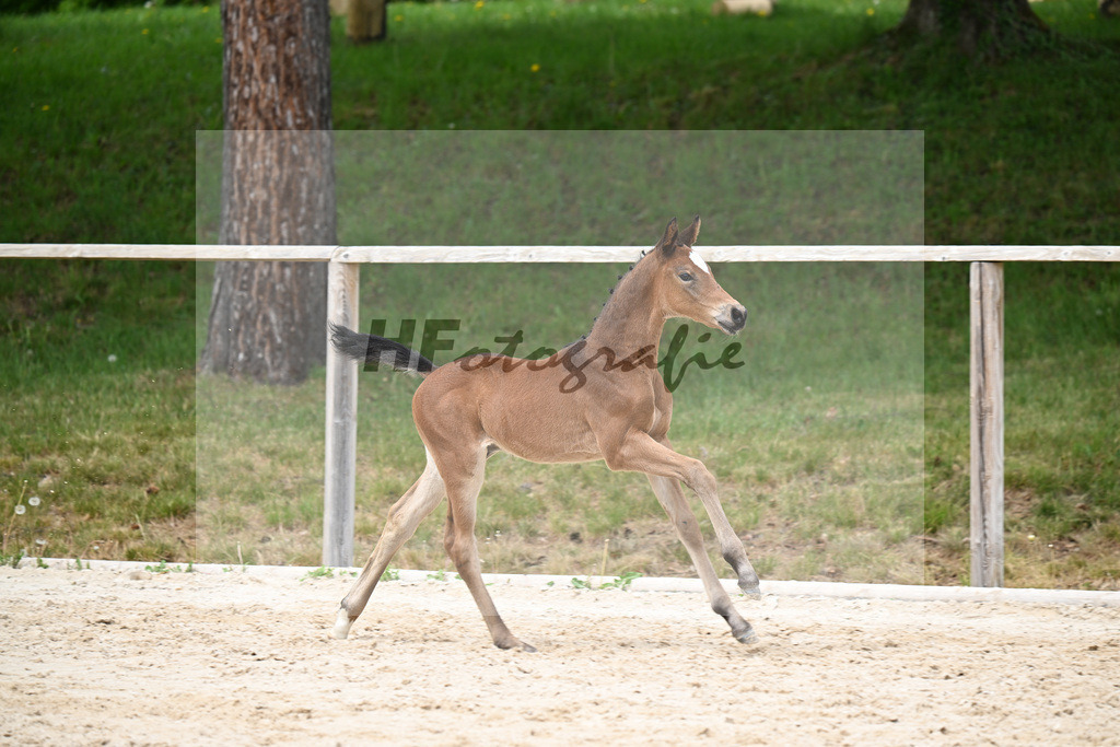 Kat-Nr. 24 HF Chaplins Touch B x Ciacomini_Rueger u Trukenbrod_24260677 | hf-fotografie - Realisiert mit Pictrs.com