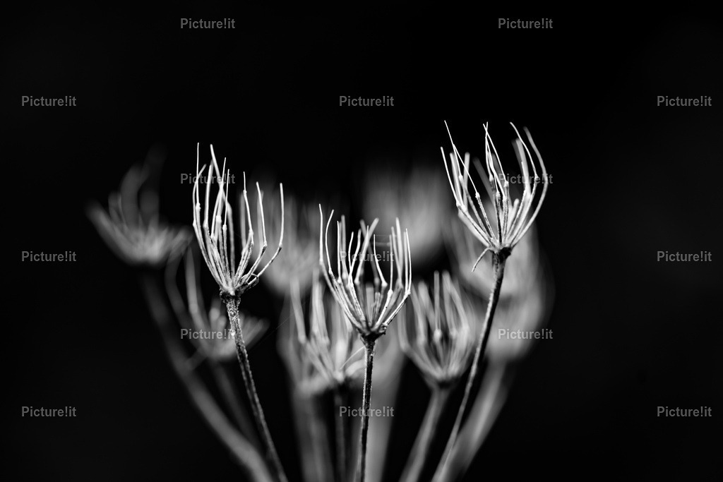 Black and White | Entdecken Sie unsere vielfältige Auswahl an digitalen Panoramen und hochwertigen Fotoprodukten. Ob als sofortiger Download für kreative Projekte oder als exklusives Fotoprodukt für Ihr Zuhause – unsere einzigartigen Aufnahmen bieten perfekte Qualität.  - Realisiert mit Pictrs.com