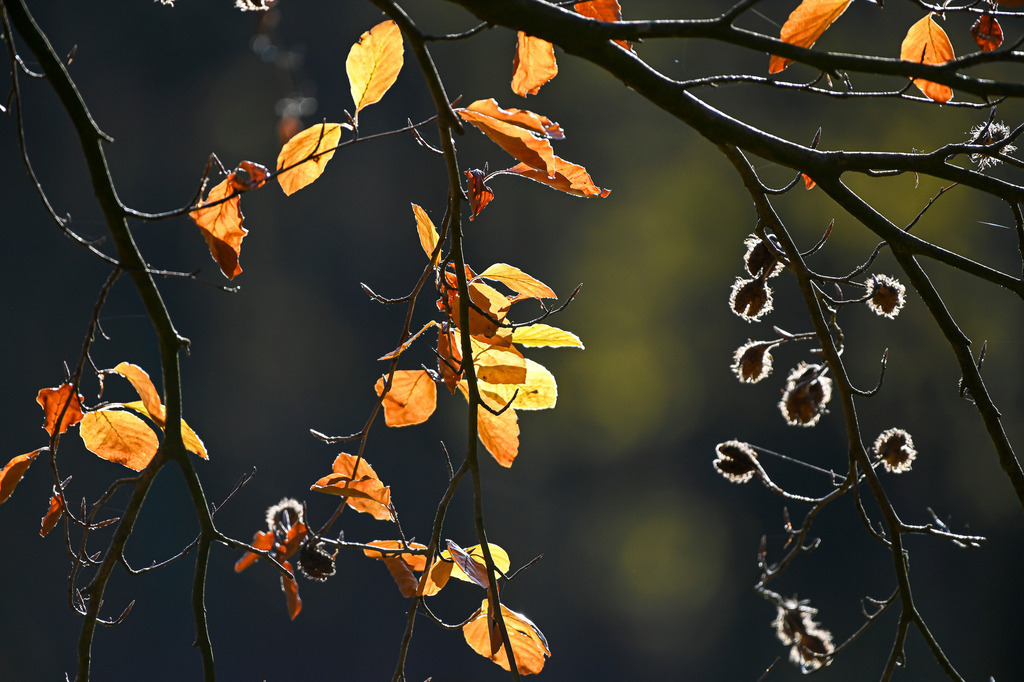 Goldener Herbstzauber: Buchenlaub im warmen Gegenlicht | Gesprenkeltes Sonnenlicht lässt die verbliebenen kupfergoldenen Blätter einer Buche wie kleine Laternen im dunklen Wald erstrahlen. Die feinen Äste heben sich filigran vor dem schattigen Hintergrund ab, während leere Bucheckern-Fruchtbecher sanft vom vergangenen Sommer erzählen. Das Spiel aus Licht und Schatten fängt die ruhige, fast mystische Poesie eines sonnigen Herbsttages ein und verzaubert den Betrachter mit wohliger Wärme, zeitloser Melancholie und der unaufgeregten Schönheit des Wandels in der Natur. - Realisiert mit Pictrs.com