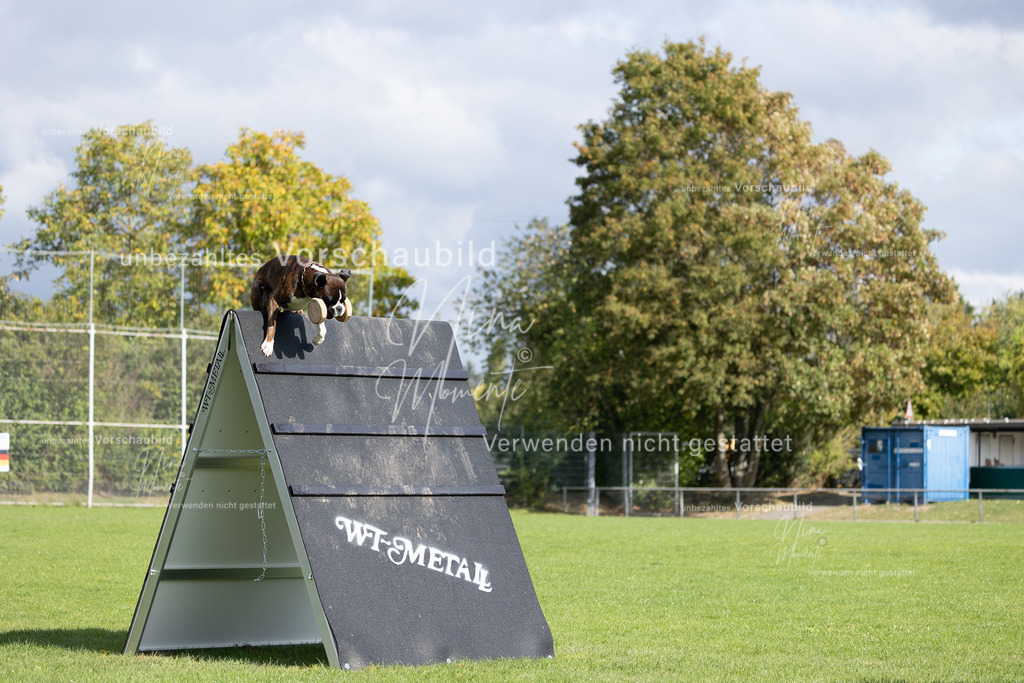 _16A6920 | Einzigartige Fotos von Hunden & Menschen –Actionfotos, Portraits, Vereinsaufnahmen & Paarshootings – authentisch, lebendig & mit Herz.