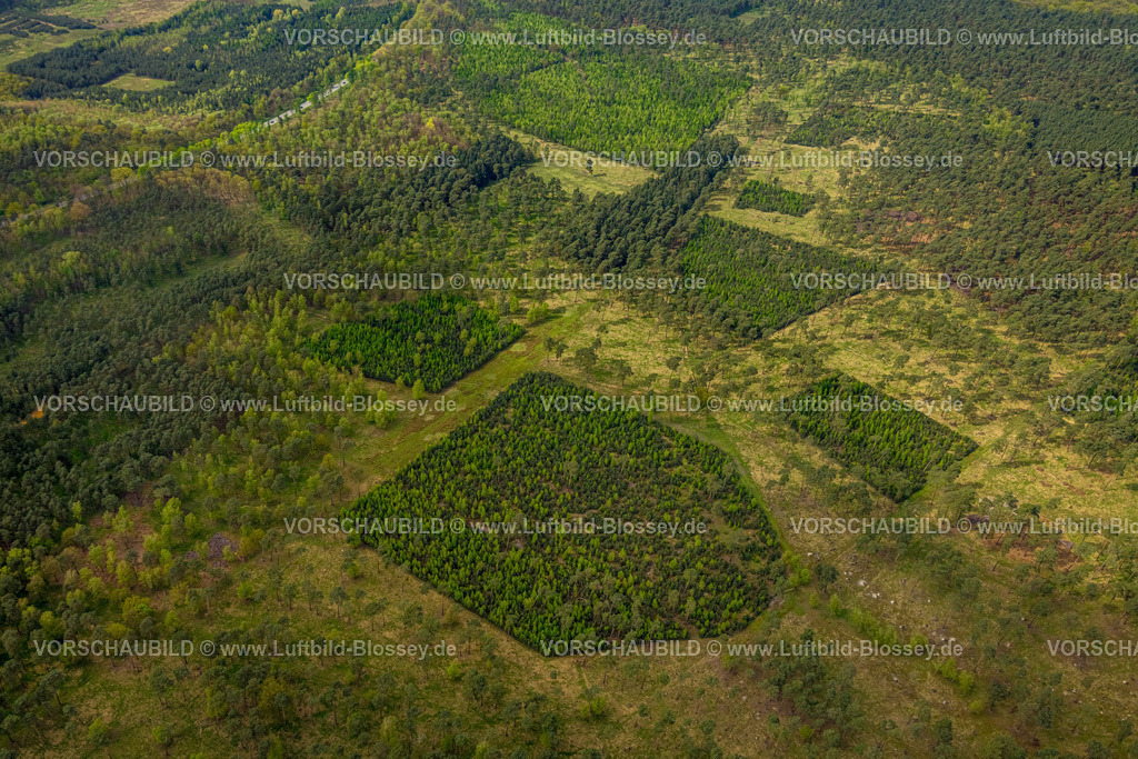 Schermbeck240402074UefterMark | Luftbild, Waldgebiet und Waldmuster an der Borkener Straße Bundesstraße B224, Üfter Mark, Altschermbeck, Schermbeck, Münsterland, Nordrhein-Westfalen, Deutschland