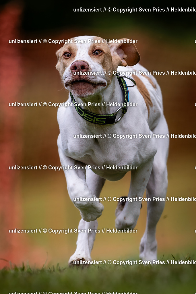 Sven Pries | 2024-04-21 - Hunderennen Baden-Oos
Foto: Sven Pries - Realisiert mit Pictrs.com