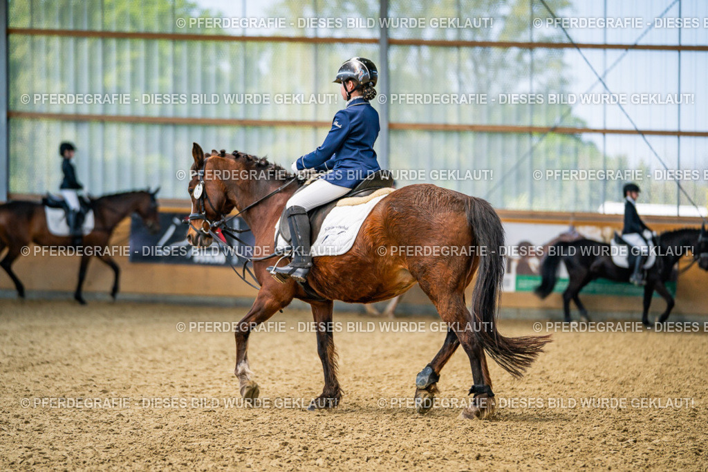 DSC02469 | Pferdegrafie