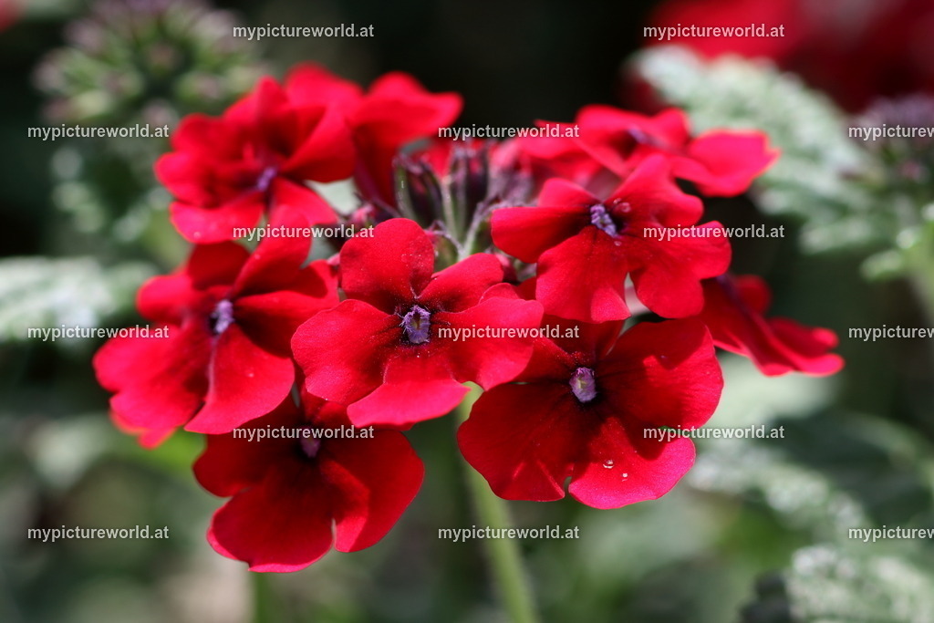 Verbene-007 | Das Bilderarchiv über Tiere, Planzen und Landschaften. In der Bilddatenbank finden Sie ein große Auswahl an hochwertigen Bilder für Ihre Werbung - Realisiert mit Pictrs.com