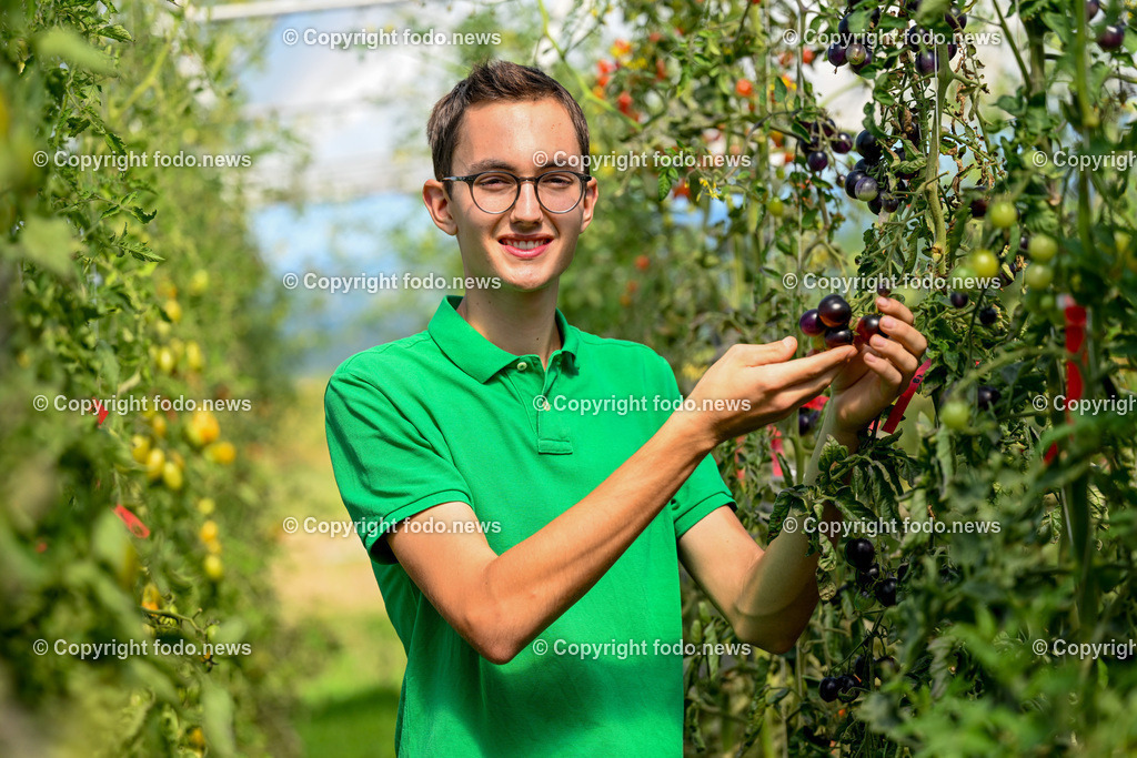 Landwirtschaft_ Gemuesebauer Spiesmayr_ 05.09.2023-21 | 05.09.2023, Wilhering, AUT, Landwirtschaft, Gemuesebauer Spiesmayr in Appersberg, im Bild Elias Mayr mit Tomaten
