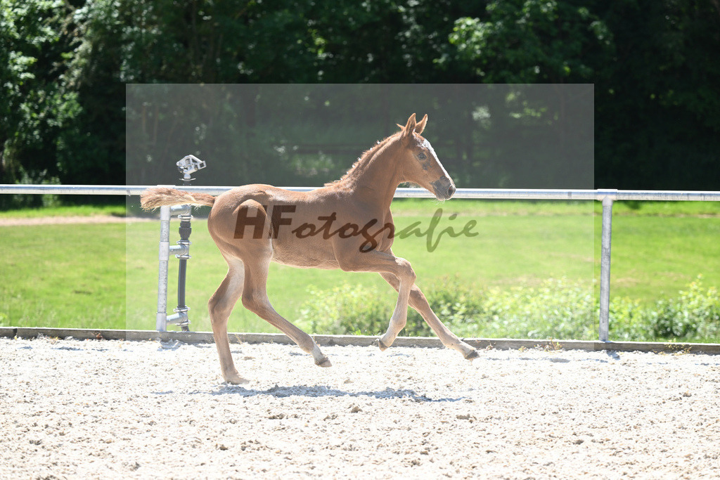 Kat-Nr. 25 HF Tangelo van de Zuuthoeve_Braun_16230481 | hf-fotografie - Realisiert mit Pictrs.com