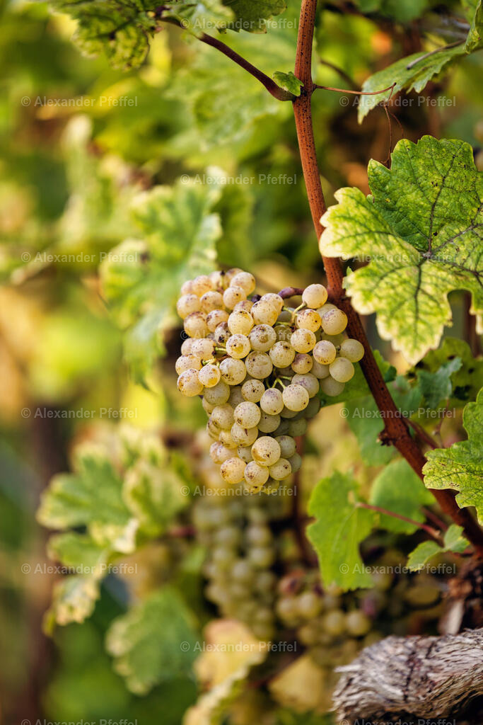 foto_c_pfeffel-partner-0051-R52_5823-Bearbeitet | alexander-pfeffel - Realisiert mit Pictrs.com