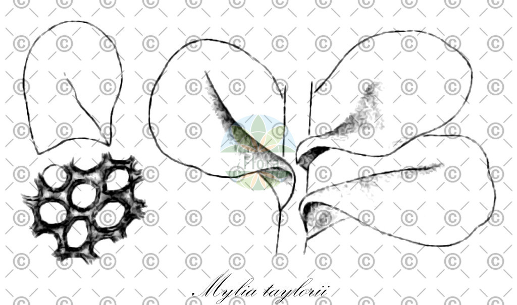 HistAbb_wfo-0000246955_1_ENZY_Simple | Historische Abbildung von Mylia taylorii - Myliaceae | Historical Illustration of Mylia taylorii - Myliaceae