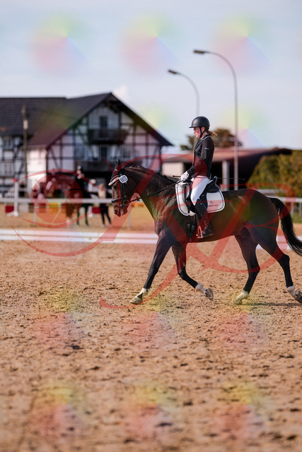 2026_10_03_Siefer-Hof_132604_Z81_78710012 | Professionelle Reitsport-, Turnier- und Eventfotografie von Robert Broda. Galerien mit ausgewählten und bearbeiteten Bildern direkt online ansehen und bestellen.