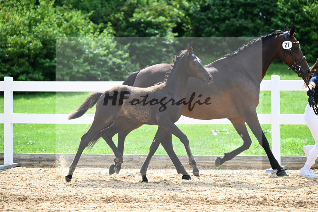 Kat-Nr. 27 Ironman Black M x Van Vivaldi_Wollitz_27140908 | hf-fotografie - Realisiert mit Pictrs.com