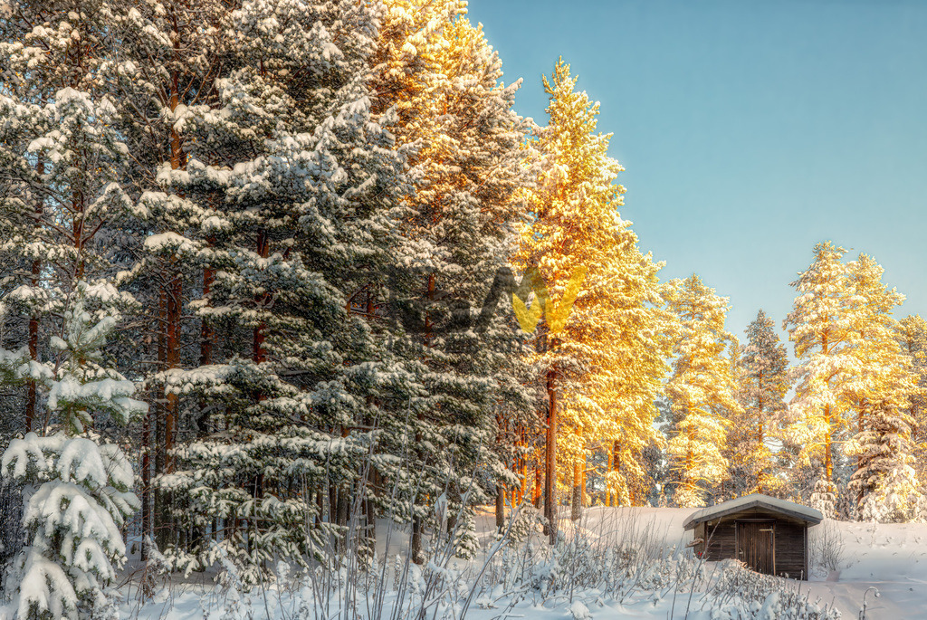 Holzhuette vor verschneiten Tannen----orangerot angestrahlt | Das Bild zeigt eine winterliche Waldlandschaft, wahrscheinlich in Skandinavien oder einer ähnlichen Region. Es ist eine Hütte am Waldrand zu sehen. Die Szene ist von Schnee bedeckt, der auf dem Boden liegt und die Zweige der Nadelbäume bedeckt. Die Sonne scheint durch die Bäume, was einen starken Kontrast zwischen den schattigen und den hell erleuchteten, goldenen Bereichen erzeugt. Am rechten unteren Bildrand befindet sich eine kleine, rustikale Holzhütte, die typisch für die Region ist. Die Atmosphäre ist ruhig und friedlich, was die Schönheit der Natur im Winter unterstreicht.  - Realisiert mit Pictrs.com