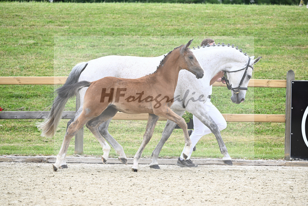 Kat-Nr. 2 HF Aganix Du Seigneur_Fischer_17230093 | hf-fotografie - Realizzato con Pictrs.com