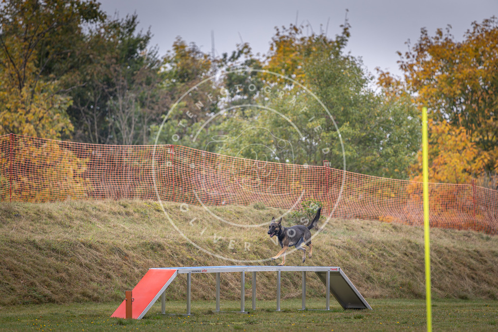Pfotenfotografie_DV3A1316 | Hundefotografie, Tierfotograf, Pfotenfotografie, Fotoshooting Hund, Hunde Portrait, Hundesport, Hundeportraits, Heideshooting, Hunde, Sportfotograf, Hundefotograf, Turnierhundsport, THS,  - Realisiert mit Pictrs.com