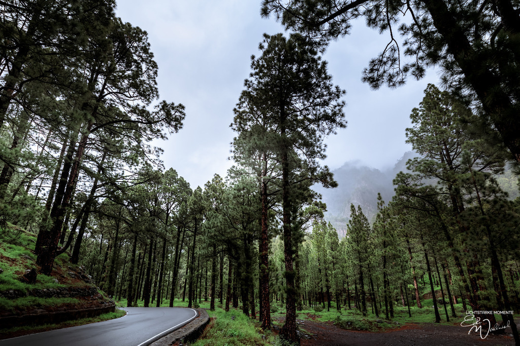 20250319-180613 LA PALMA_054-1 | Herzlich willkommen auf meiner Seite! Ich bin Elke Wallnisch, Deine Fotografin für lichtstarke Momente. Der Name steht für alles, was mich mit der Fotografie verbindet: Das Licht und seine machtvolle Wirkung auf eine Situation oder unsere Stimmung - Realisiert mit Pictrs.com