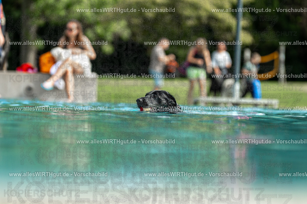 Hundeschwimmen_Volksbad_2026-allesWIRTHgut_Tierfotografie-2609061515-7R501339 | Professionelle Tierfotografie in Mönchengladbach von Daniel Wirth (allesWIRTHgut). Liebevolle & natürliche Bilder von Hunden & Katzen für unvergessliche Erinnerungen.