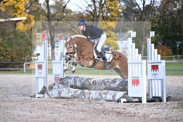 Kat-Nr. 2 Antonio BE v. Amazing Star van Beauvooorde_Edelmann_43250710 | hf-fotografie - Realized with Pictrs.com