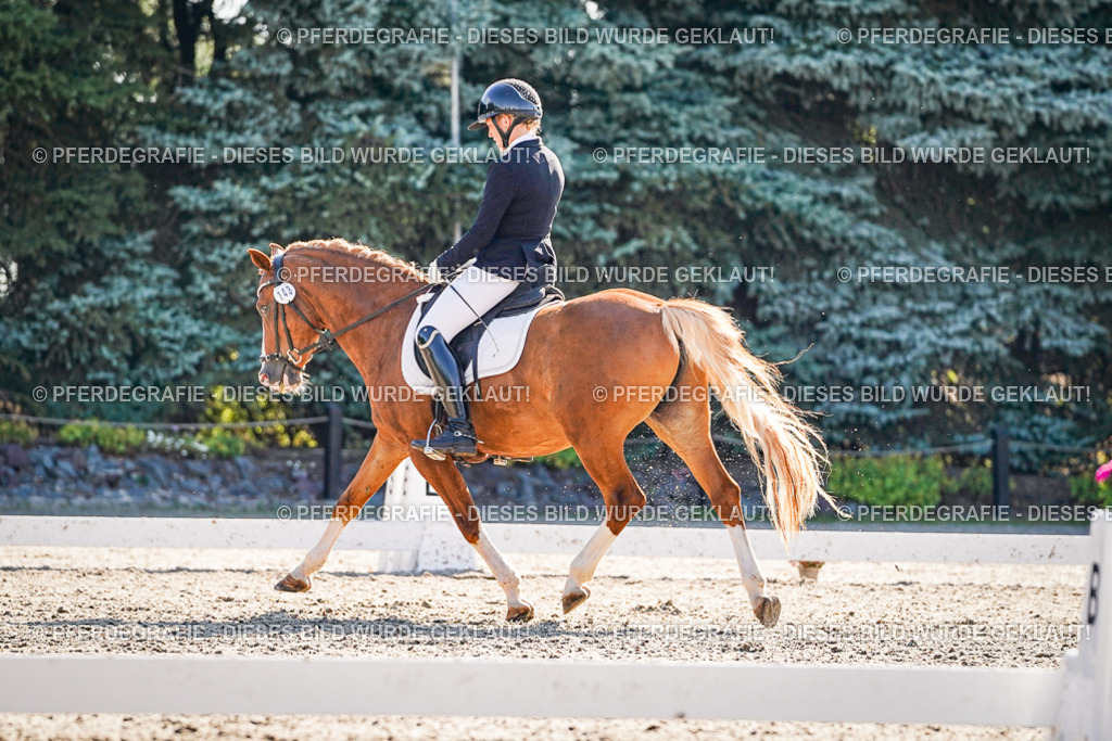 DSC09972 | Pferdegrafie