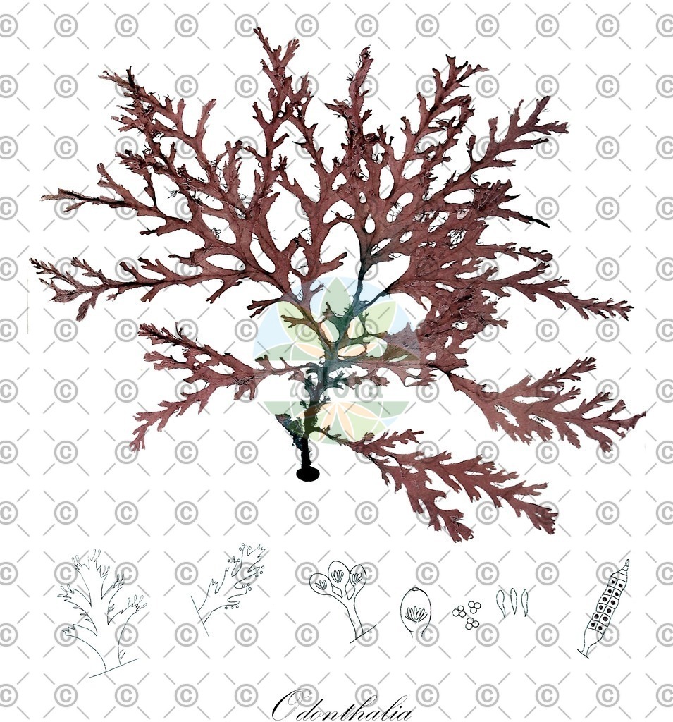 HistAbb_wfo-0001260151_1_ENZY_Simple | Historische Abbildung von Odonthalia - Rhodomelaceae (0) | Historical Illustration of Odonthalia - Rhodomelaceae (0)