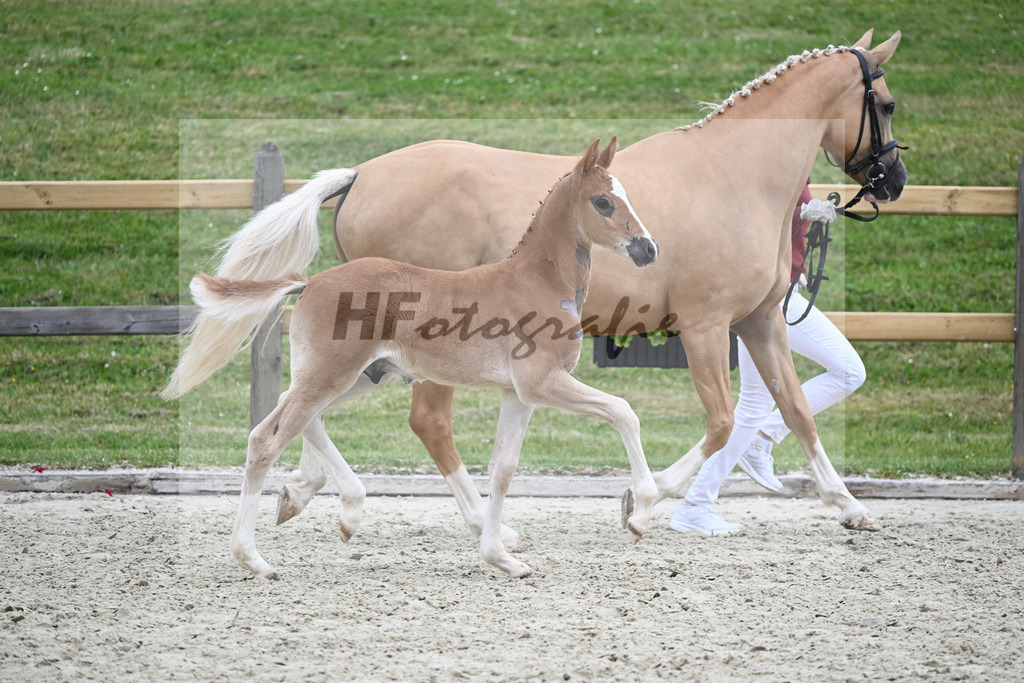 Kat-Nr. 54 HF D-Gold AT_Schober_17231267 | hf-fotografie - Realisiert mit Pictrs.com