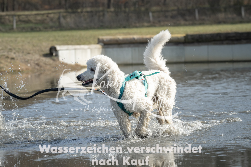 1208_ZZ98278 | kk-dogfotos