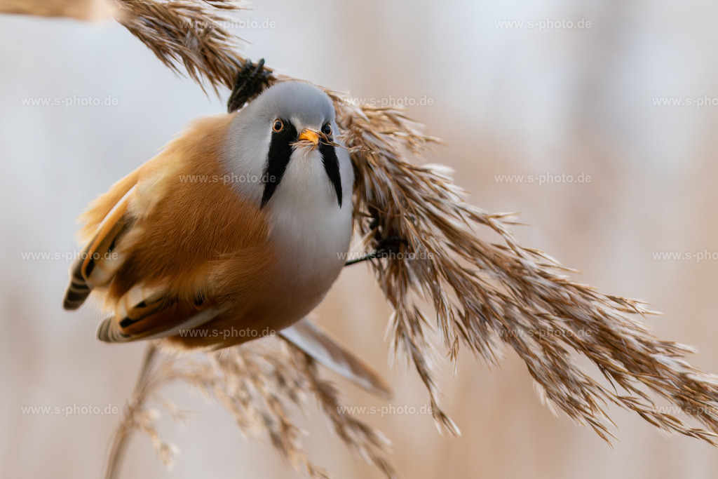 Bartmeise | Die männliche Bartmeise beim Frühstück. Das weiche Licht ganz früh morgens lässt eine gute Struktur im Gesicht der Meise zu. - Realisiert mit Pictrs.com
