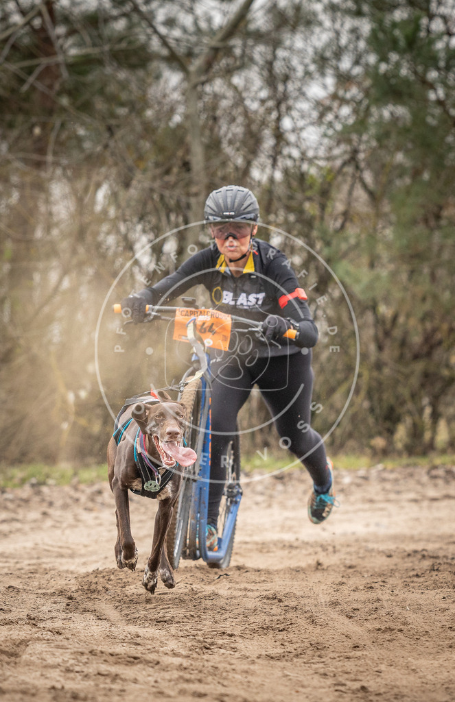 Pfotenfotografie_DV3A0135 | Hundefotografie, Tierfotograf, Pfotenfotografie, Fotoshooting Hund, Hunde Portrait, Hundesport, Hundeportraits, Heideshooting, Hunde, Sportfotograf, Hundefotograf, Turnierhundsport, THS,  - Realisiert mit Pictrs.com