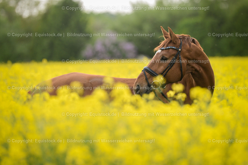 20150512_TOMsPiC_0144 | equistock