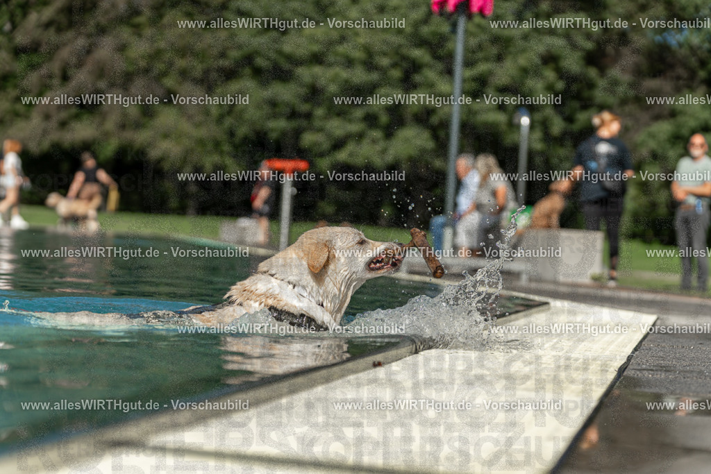Hundeschwimmen_Volksbad_2026-allesWIRTHgut_Tierfotografie-2609061546-7R501835 | Professionelle Tierfotografie in Mönchengladbach von Daniel Wirth (allesWIRTHgut). Liebevolle & natürliche Bilder von Hunden & Katzen für unvergessliche Erinnerungen.