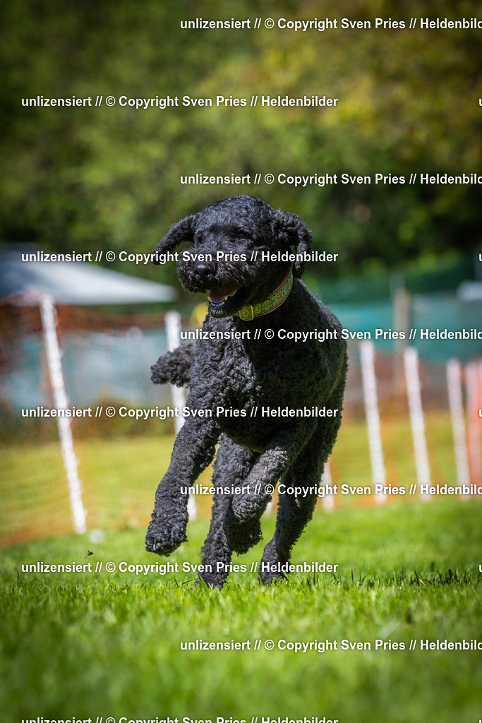 Hunderennen_April_2026_693 | 2026-04-26 - Hunderennen Baden-Oos April 2026 - Realisiert mit Pictrs.com