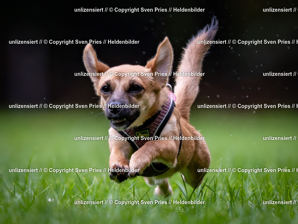 Sven Pries | 2024-10-19 - Hunderennen Ober-Grombach - Realisiert mit Pictrs.com