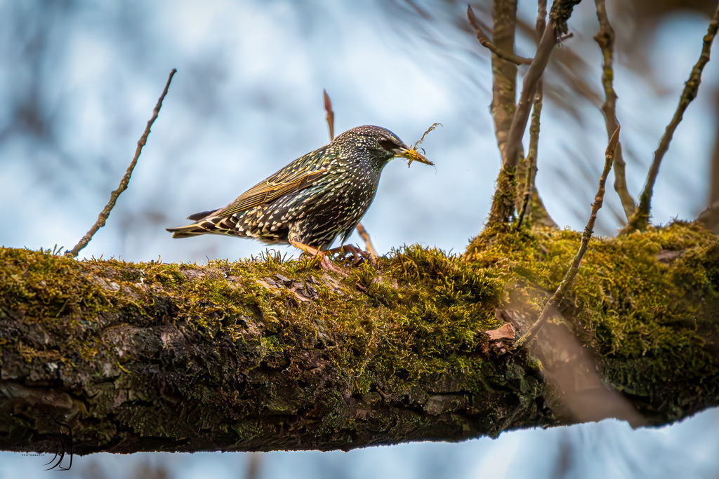 Ein Vogel auf geheimer Mission - Star | Holzisphotography, Landschaftsfotografie, Wildlifefotogorafie - Realisiert mit Pictrs.com