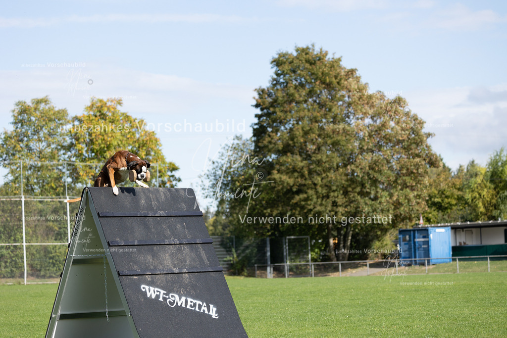 _16A6977 | Einzigartige Fotos von Hunden & Menschen –Actionfotos, Portraits, Vereinsaufnahmen & Paarshootings – authentisch, lebendig & mit Herz.