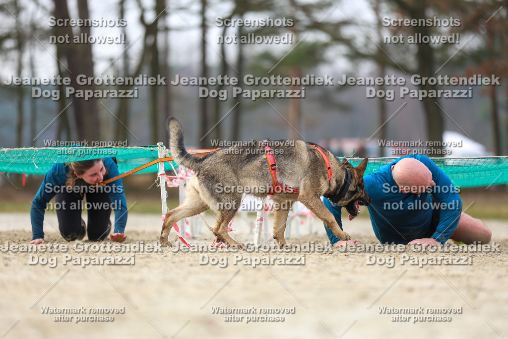 Dog Paparazzi - Strongdog North Mrz26-4383 | Dog Paparazzi Jeanette Grottendiek Fotografie & Videografie - Realisiert mit Pictrs.com