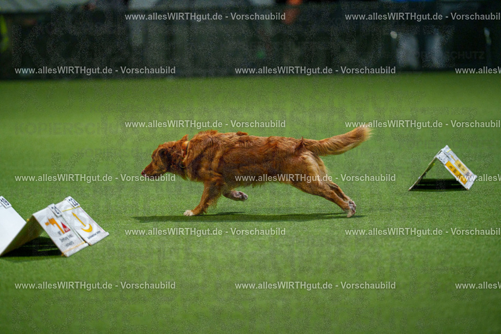 7R509658 | Professionelle Tierfotografie in Mönchengladbach von Daniel Wirth (allesWIRTHgut). Liebevolle & natürliche Bilder von Hunden & Katzen für unvergessliche Erinnerungen.