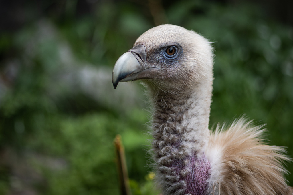 _DSC2676 | kaefersammler_roy - Realisiert mit Pictrs.com