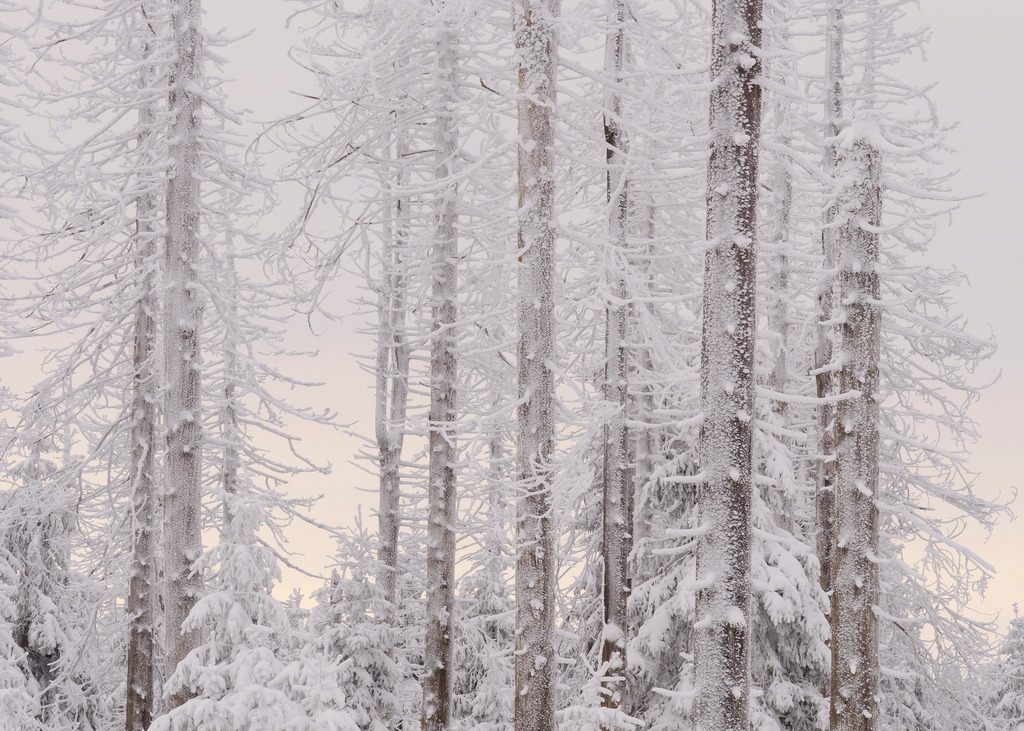 Winterlicht hinter vereisten Fichten | Angereift und angeschneit stehen die Fichten im Licht des vergehenden Tages. - Realisiert mit Pictrs.com