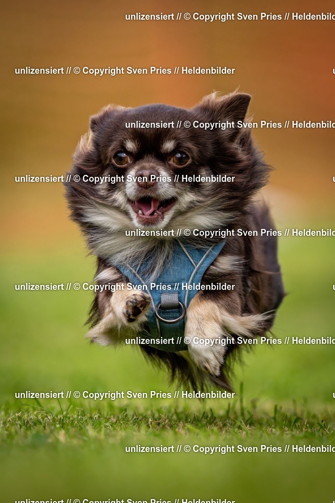 Sven Pries | 2024-09-22 - Hunderennen Baden-BadenPudelverein - Realisiert mit Pictrs.com