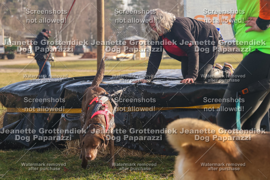Dog Paparazzi - SD North 0326 900930-217 | Dog Paparazzi Jeanette Grottendiek Fotografie & Videografie - Realisiert mit Pictrs.com