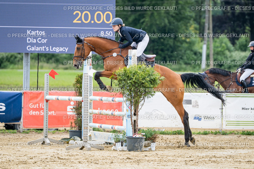 DSC04732 | Pferdegrafie