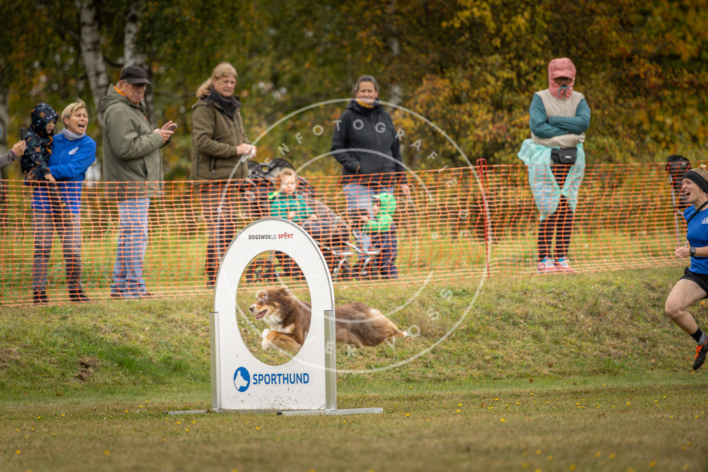 Pfotenfotografie_DV3A4424 | Hundefotografie, Tierfotograf, Pfotenfotografie, Fotoshooting Hund, Hunde Portrait, Hundesport, Hundeportraits, Heideshooting, Hunde, Sportfotograf, Hundefotograf, Turnierhundsport, THS,  - Realisiert mit Pictrs.com