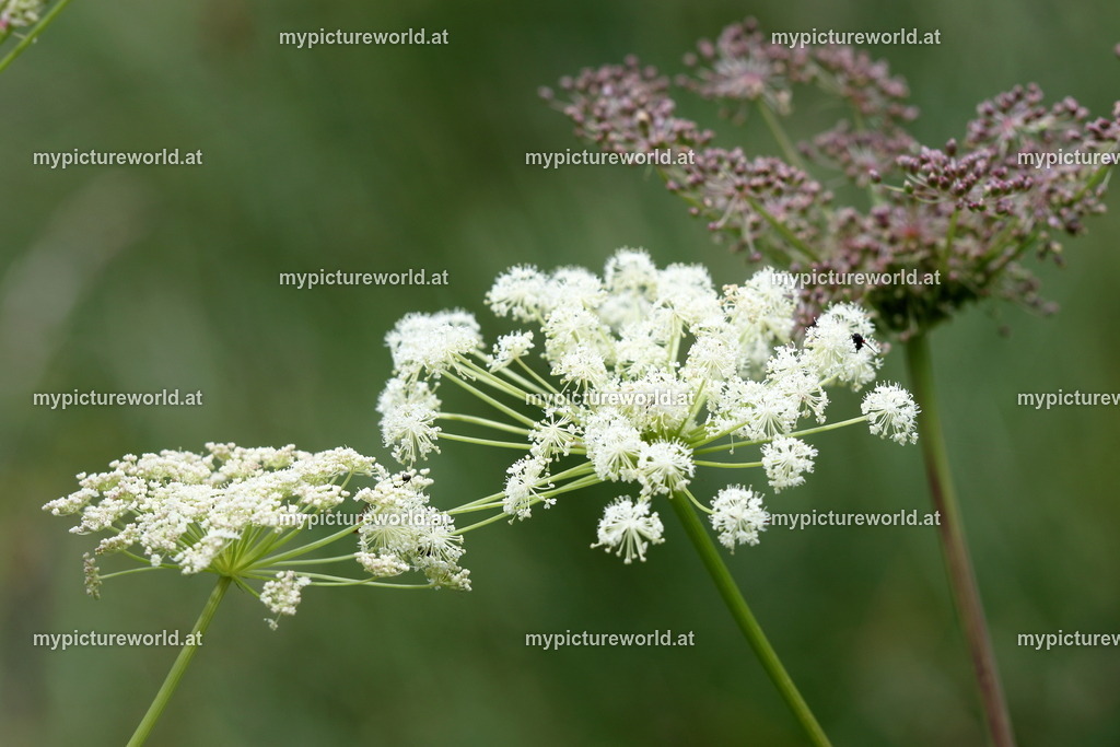 Meisterwurz-004 | Das Bilderarchiv über Tiere, Planzen und Landschaften. In der Bilddatenbank finden Sie ein große Auswahl an hochwertigen Bilder für Ihre Werbung - Realisiert mit Pictrs.com
