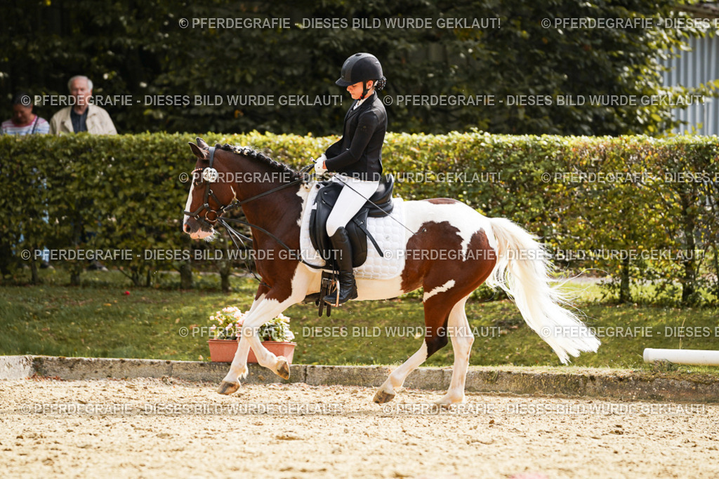 DSC01282 | Pferdegrafie