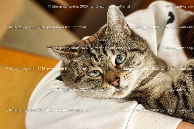 Minou 116 | titusgraphy.eu präsentiert anspruchsvolle Katzenfotos in verschiedenen Variationen.  - Realisiert mit Pictrs.com
