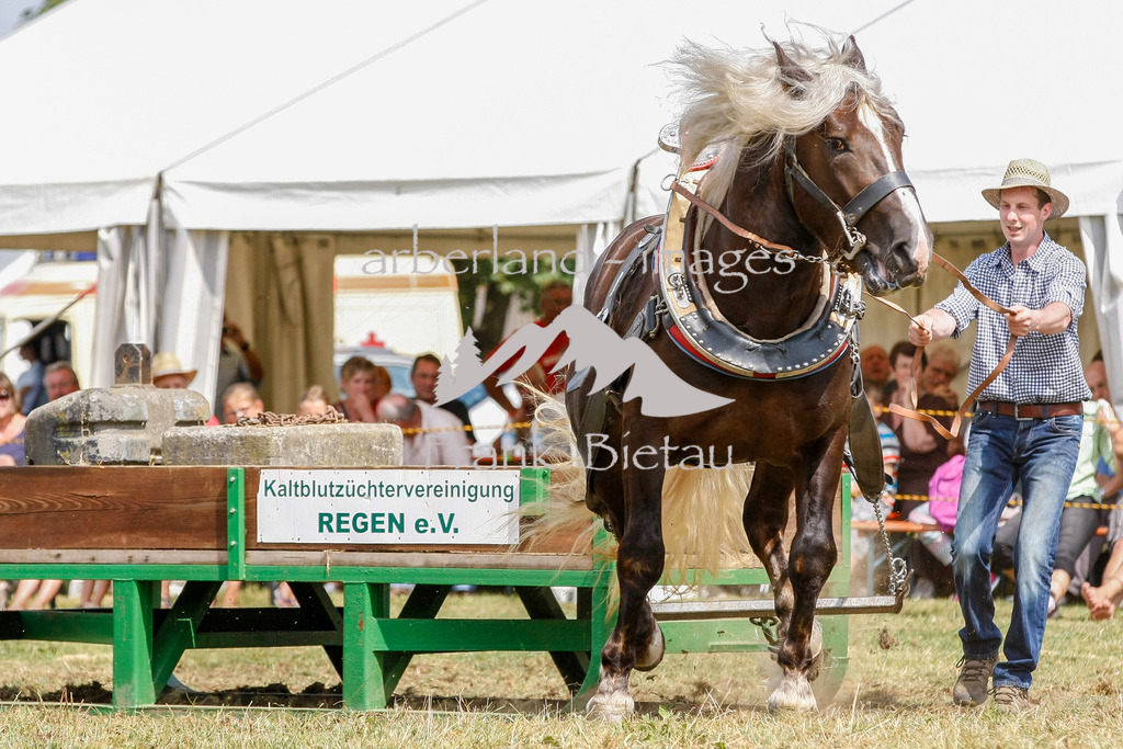 15082015-fb-6297 | Leistungsziehen in Poschetsried 2015