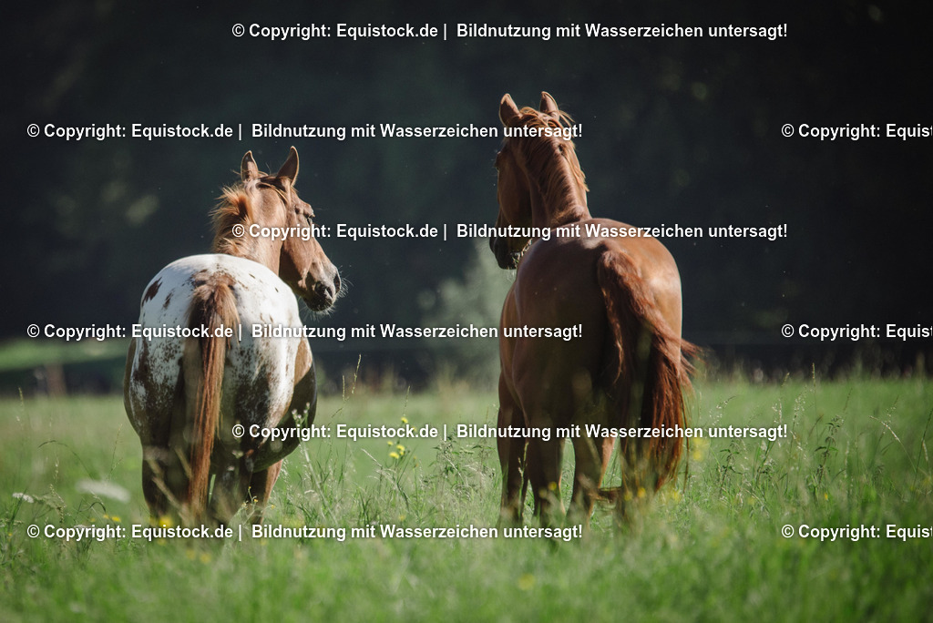 20160826_Wallach_auf_der_Koppel_0005 | Foto: Thomas Hartig